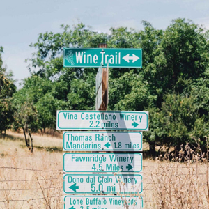 Vineyard rows and oak trees in the Sierra foothills