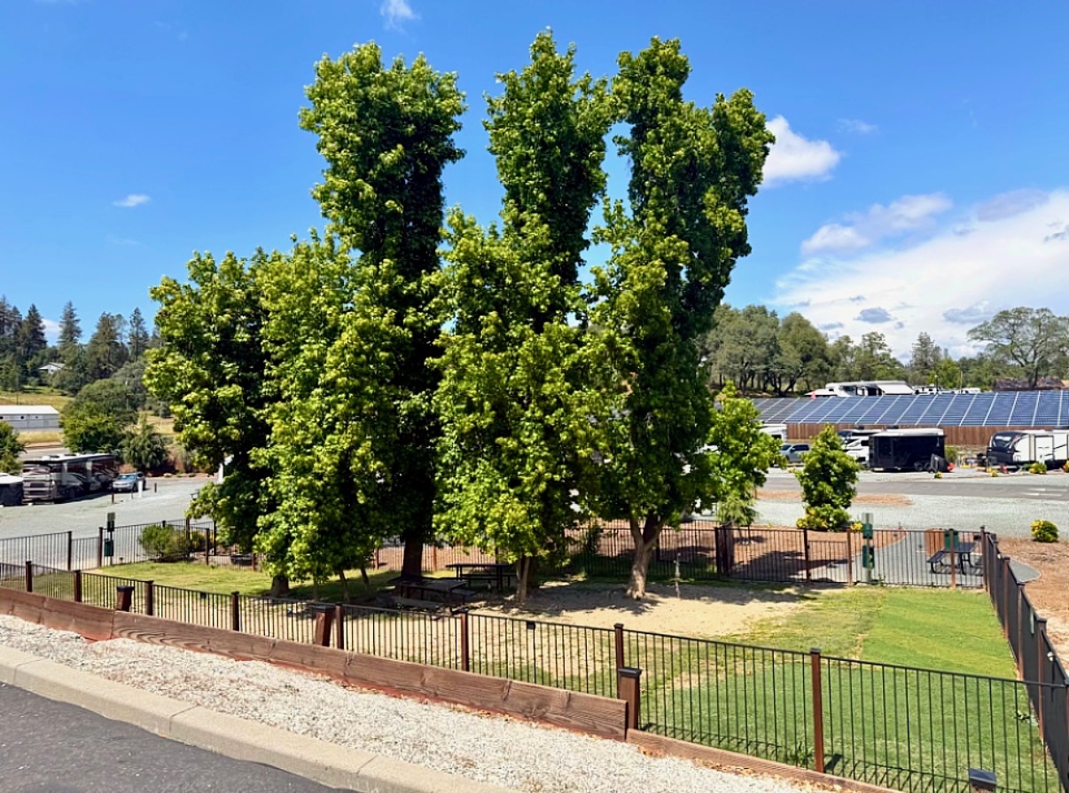 Fenced dog park with shade trees at Auburn RV Resort